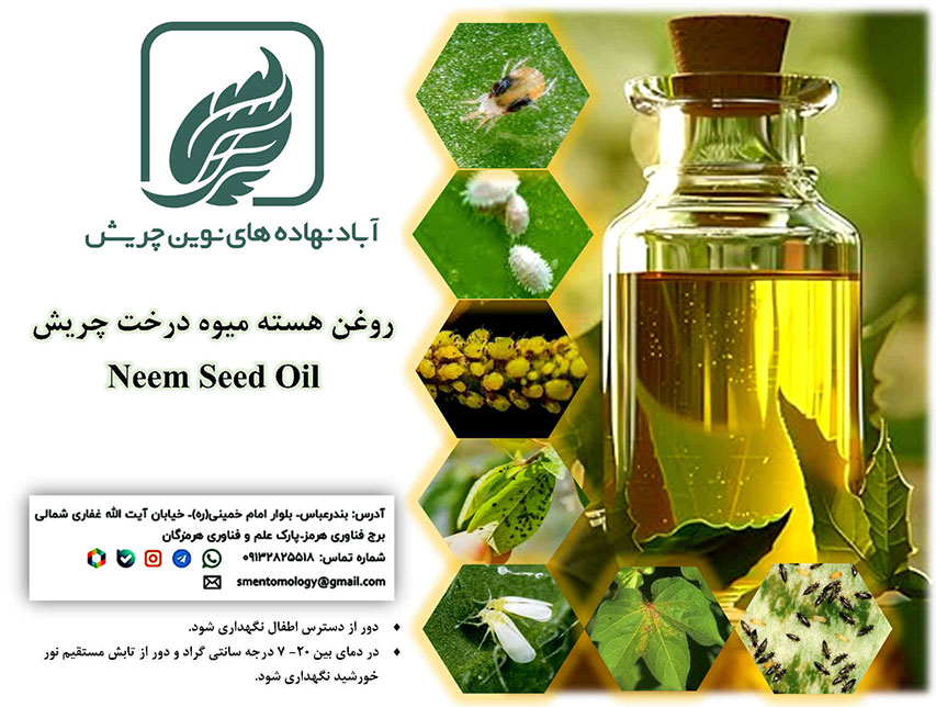 روغن هسته میوه درخت چریش